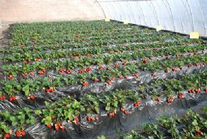 草莓种植中的土肥管理