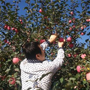 山东现代苹果矮化密植栽培新模式试验成功