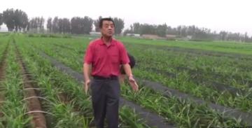 农技专家讲解在大姜种植管理中的一些技术与误区