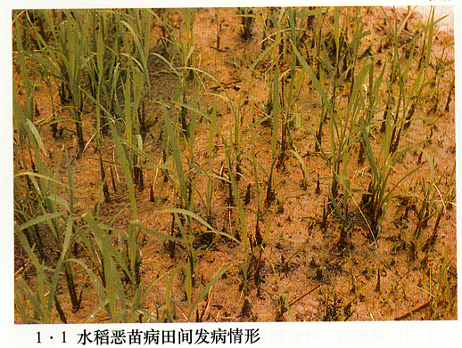 植物保护，水稻病害，水稻恶苗病