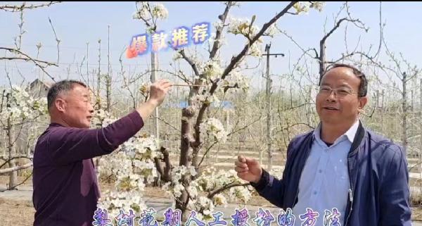 【朱力争】梨树花期人工授粉的方法