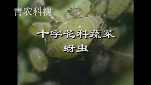 十字花科蔬菜蚜虫