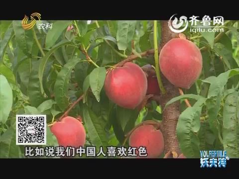 第20期桃子品种选择多--老徐带你逛果园-2016.7.02