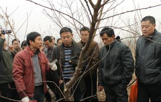 老片新放---2013年12月徐明举在郑州果树研究所桃示范基地修剪Y形桃树