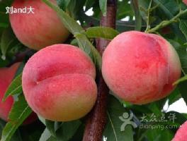 果农乐试验肥在河南邓州果友陈刚桃树上的效果展示